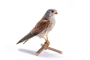 Image description is not available for 1983.77.1